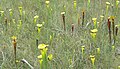 Sarracenia flava meadow in NW Florida.