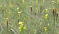 A "pitcherplant meadow" in the Florida panhandle, with mixed varieties of Sarracenia flava: var. rugelii, var. ornata, and var. rubricorpora