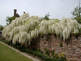 masses of white planting over a pink brick wall