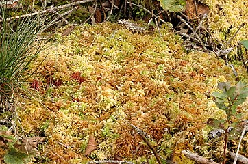 Сфагнум папиллозный (Sphagnum papillosum)