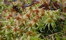 Sphagnum palustre