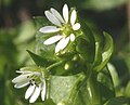 Stellaria media