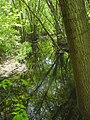 Teaneck Creek in 2005