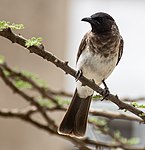 Trädgårdsbulbyl Ersätter fil:Pycnonotus tricolor 2.jpg