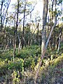Stand of Cadellia pentastylis in Tregole National Park
