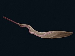 Trypanosoma brucei (Euglenozoa)