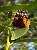 Vulcain sur une feuille