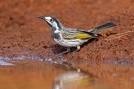 White-fronted honeyeater, by JJ Harrison