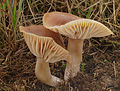 Cuphophyllus colemannianus sin. Hygrocybe colemanniana