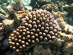 Acropora globiceps