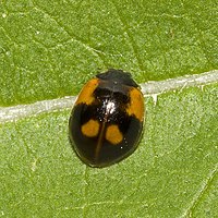 Morfo negro de Adalia bipunctata.