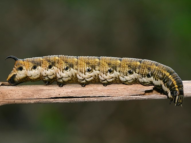 Гусеница бражника вьюнкового (Agrius convolvuli).