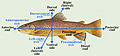 Anatomical axes and directions in a fish