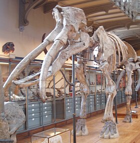 Gomphotherium_angustidens