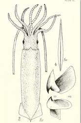 #47 (23/5/1879) Holotype of Thomas William Kirk's Steenstrupia stockii, from the type description (Kirk, 1882:pl. 36 figs. 2–4)