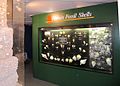 Exhibits showing the fossil shells of Florida