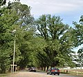 'Canadian Giant' (right), 'Vegeta' (left), Avenue of Honour, Bacchus Marsh, Victoria (2008)[7][8][9][10]