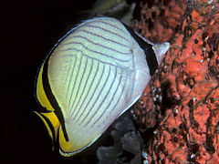 Chaetodon vagabundus