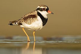 Black-fronted Dotterel 2 - Bow Bowing