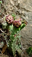 Chumberillo de lobo (Caralluma europaea)