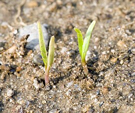 Seedlings shortly after germination