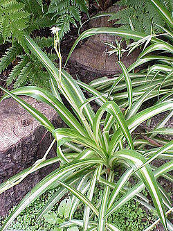 Chlorophytum comosum