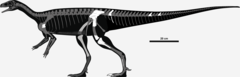 Description de l'image Chromogisaurus skeleton.png.