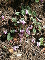 Cyclamen hederifolium