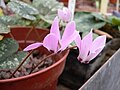 Cyclamen libanoticum 'Eliot Hodgkin'