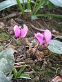 Cyclamen pseudibericum