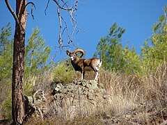 Mouflon corse