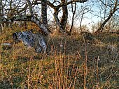 Dolmen de la Terre no 1