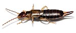 A brown earwig, appr. 18 mm long. The wings are folded away and the cerci are straight.