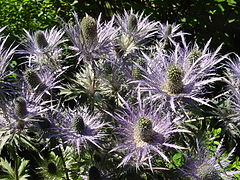 Eryngium alpinum L. (Regina delle alpi)