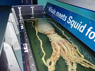 #442 (26/1/2001) Same specimen as it appeared on public display at Melbourne Museum in 2006