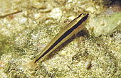 Gobius vittatus