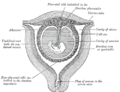Sectional plan of the gravid uterus in the third and fourth month