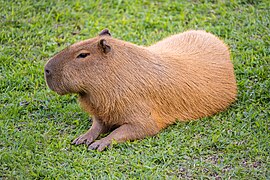 Capibara