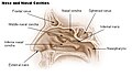 Nose and nasal cavities