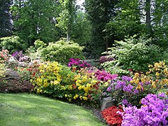 Jardin des rhododendrons.