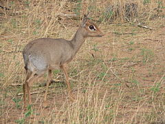 Dicdic en Samburu