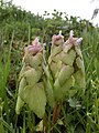 Lamium purpureum