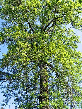 Liquidambar styraciflua