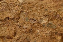 A close-up view of sedimentary rock above showing remains of seashells