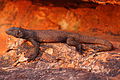 Large male chuckwalla, picture taken in the White Tank Mountains near Surprise, AZ