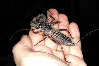 ジャイアントビネガロンとして知られる Mastigoproctus giganteus