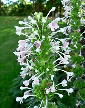 Morina longifolia