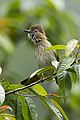 Mountain bulbul