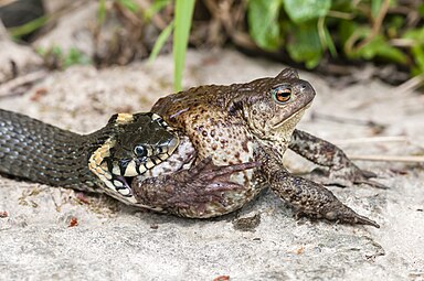 Eating a common toad