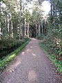 Allee im Naturschutzgebiet Grävingholz